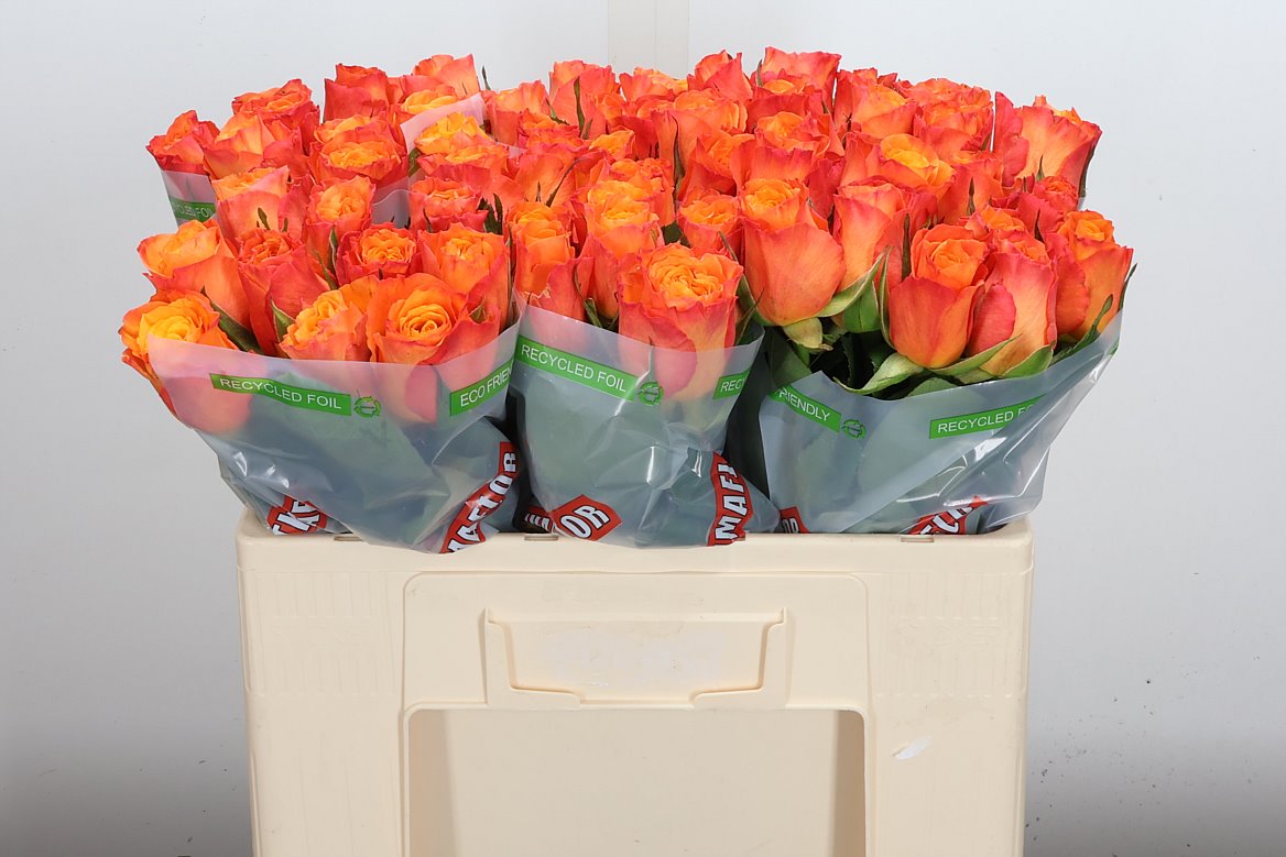 Rosa Confidential 50cm