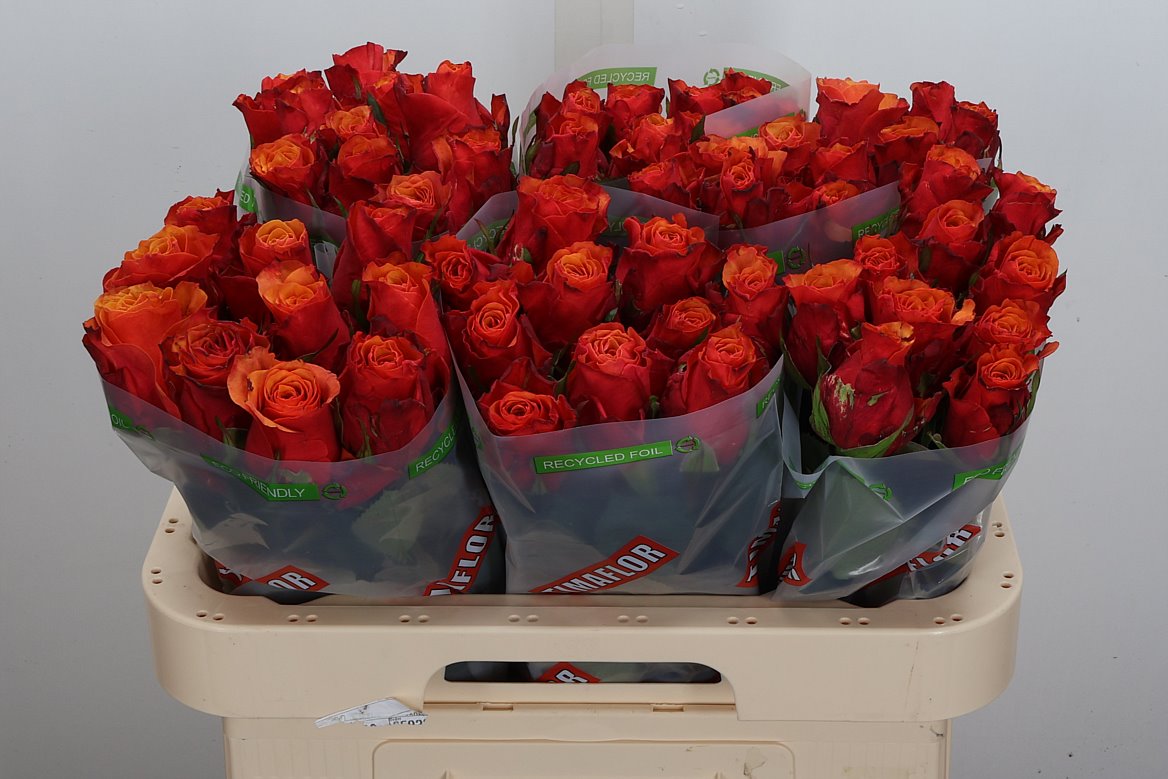 Rosa España@ 60cm