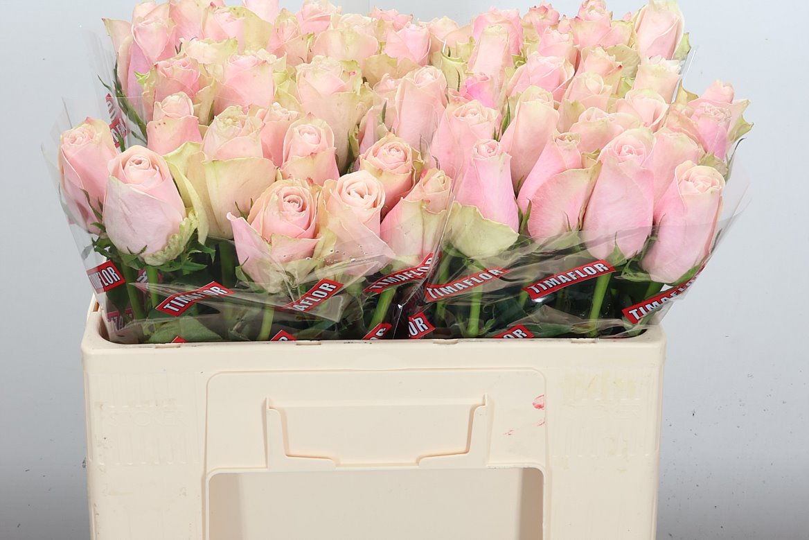Rosa Pink Athena 50cm