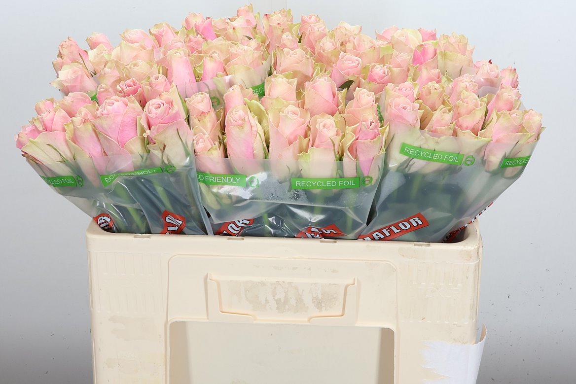 Rosa Pink Athena 50cm