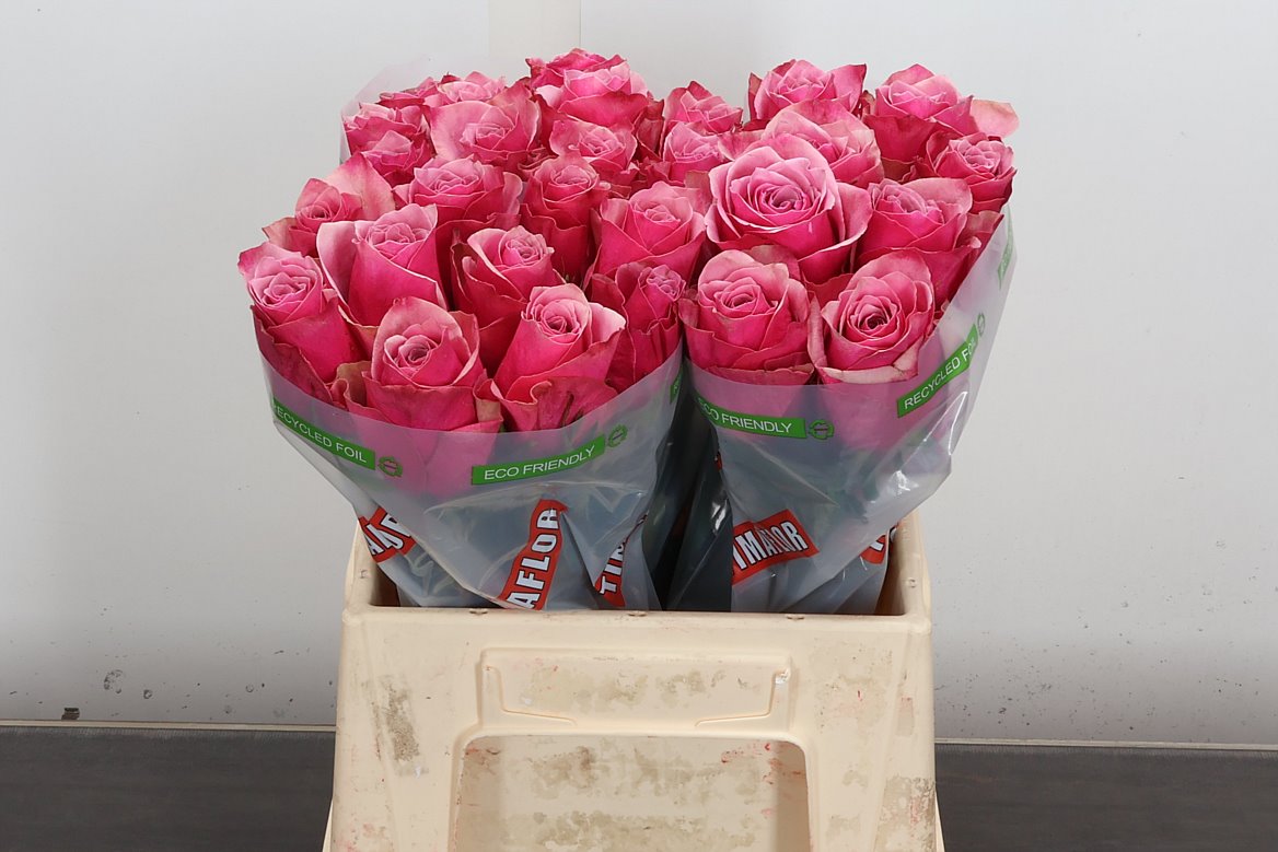 Rosa Majestic Athena 40cm