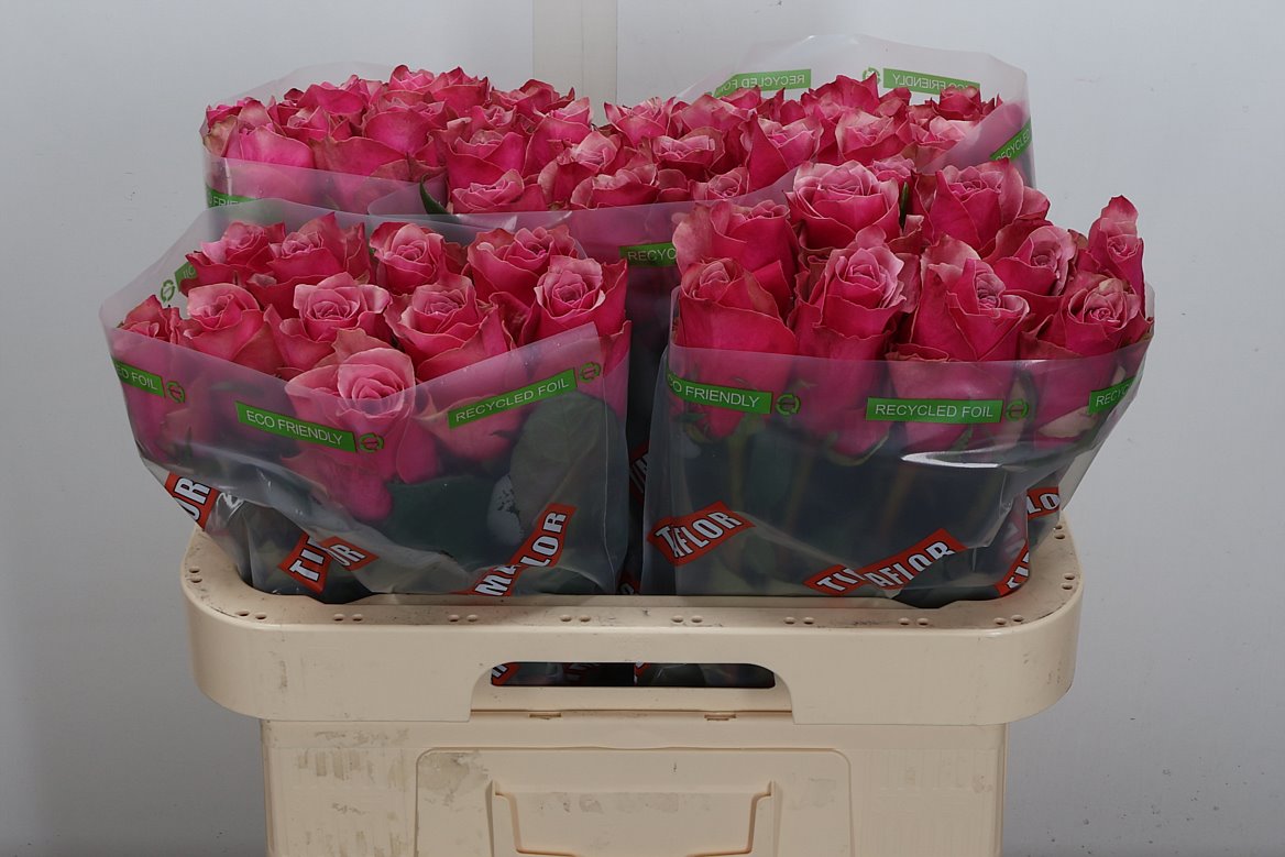 Rosa Majestic Athena 60cm