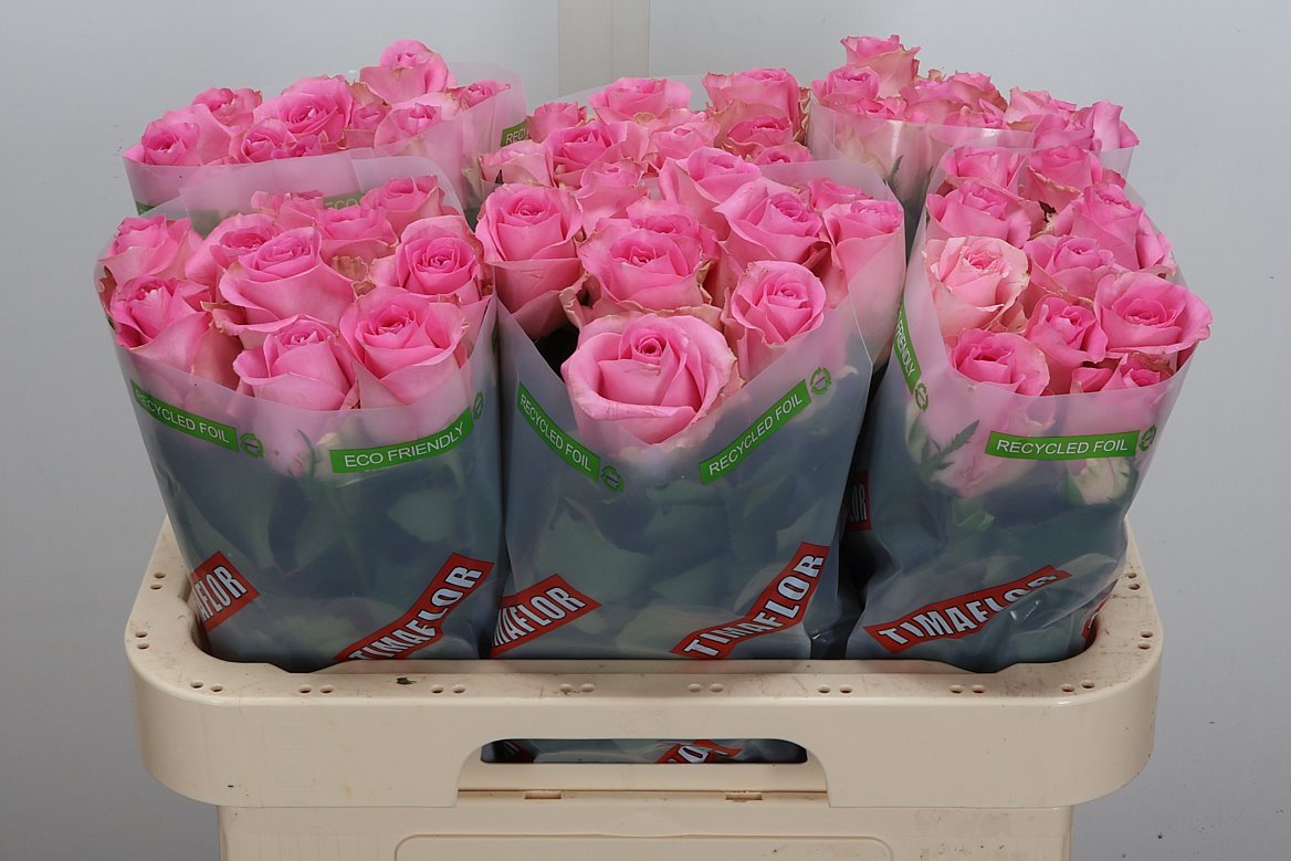 Rosa Revival 60cm