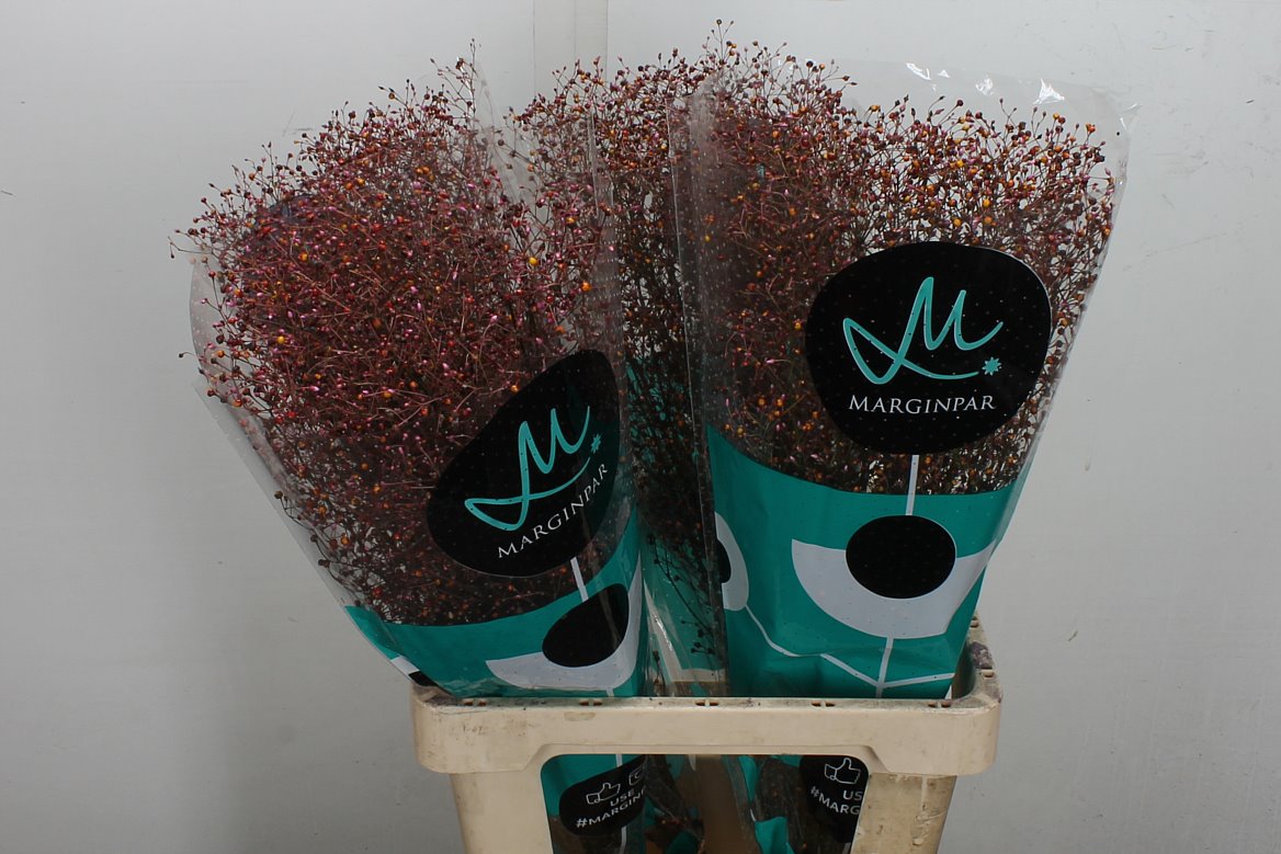 Talinum Paniculatum Long John 70cm