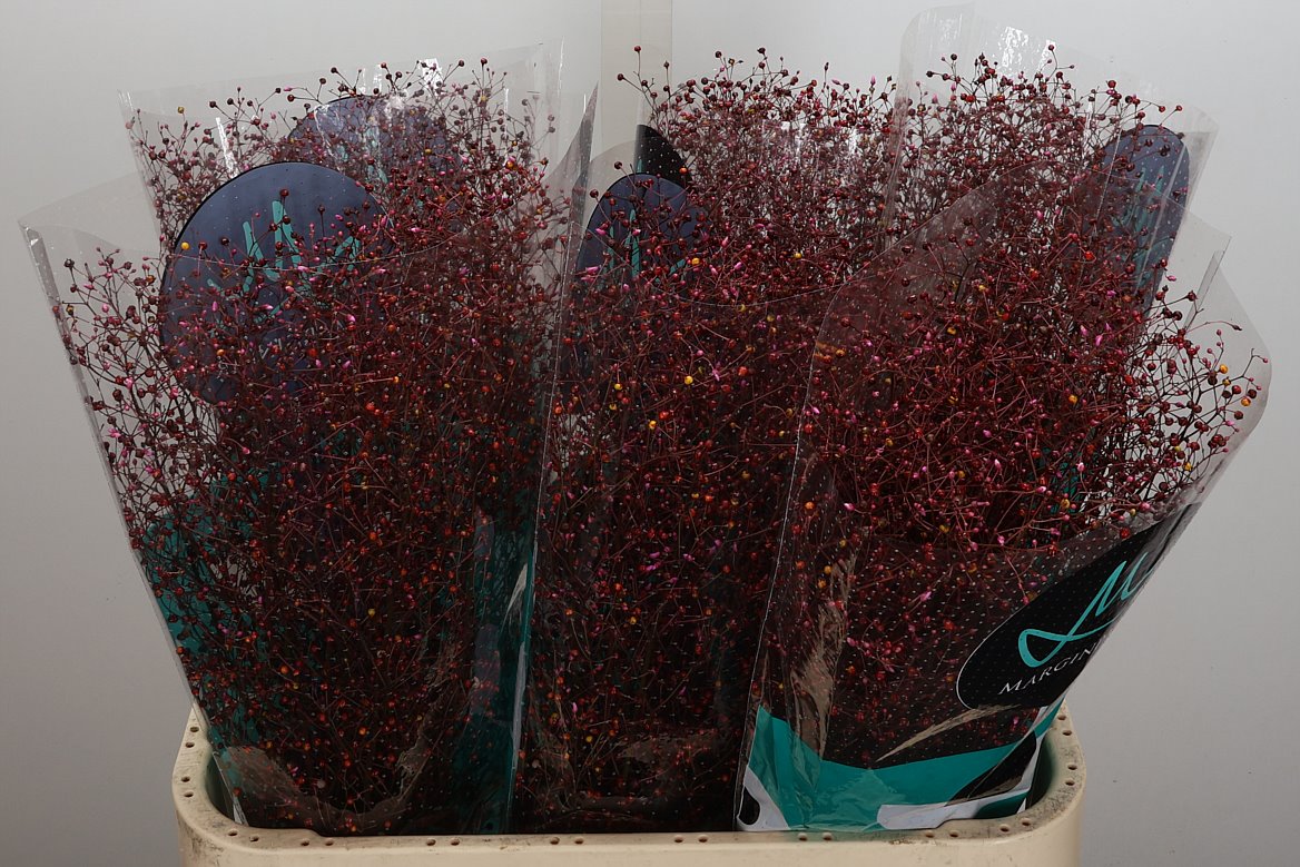 Talinum Paniculatum Long John 80cm