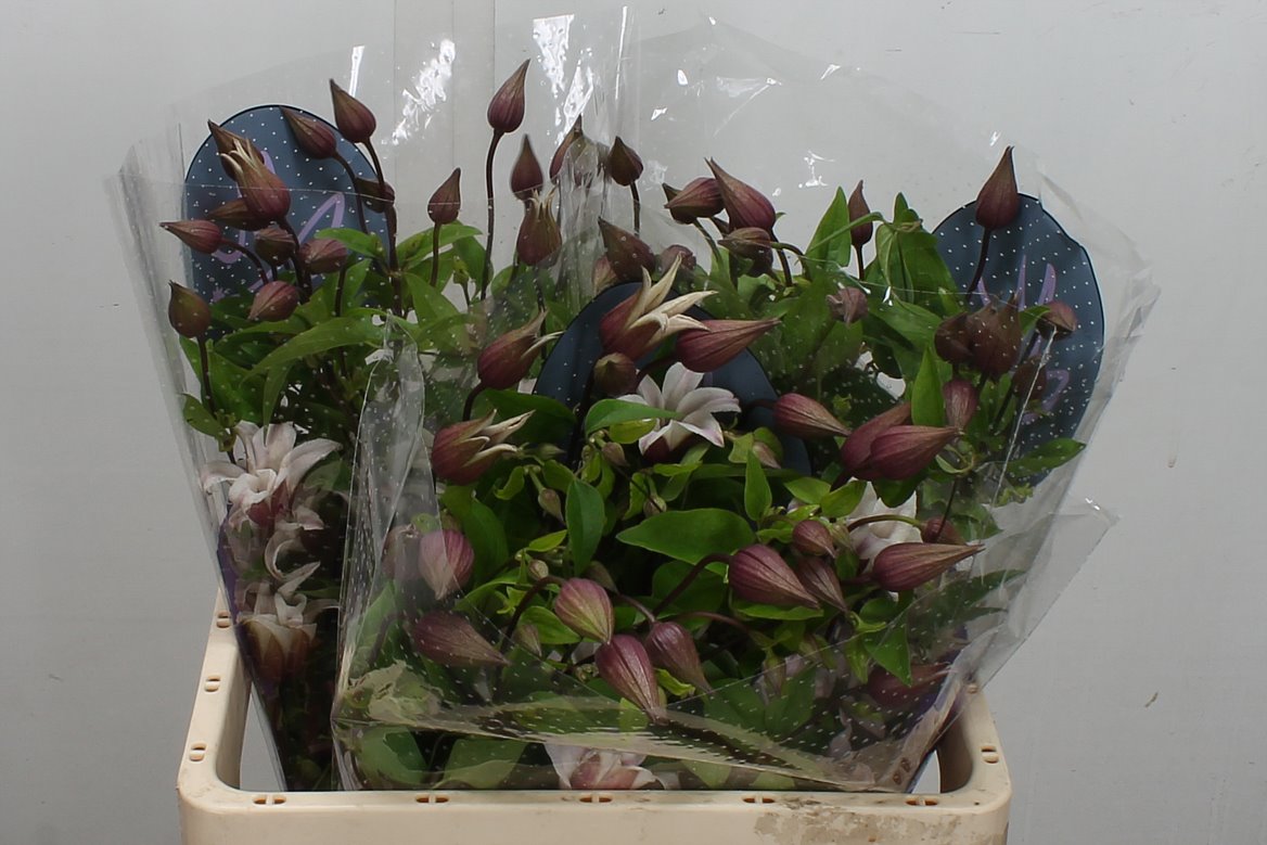 Clematis Amazing Sevilla 60cm