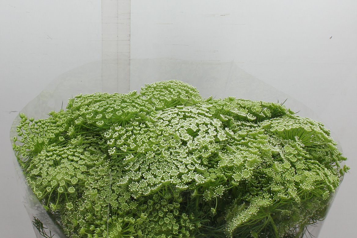 Ammi Visnaga 70cm
