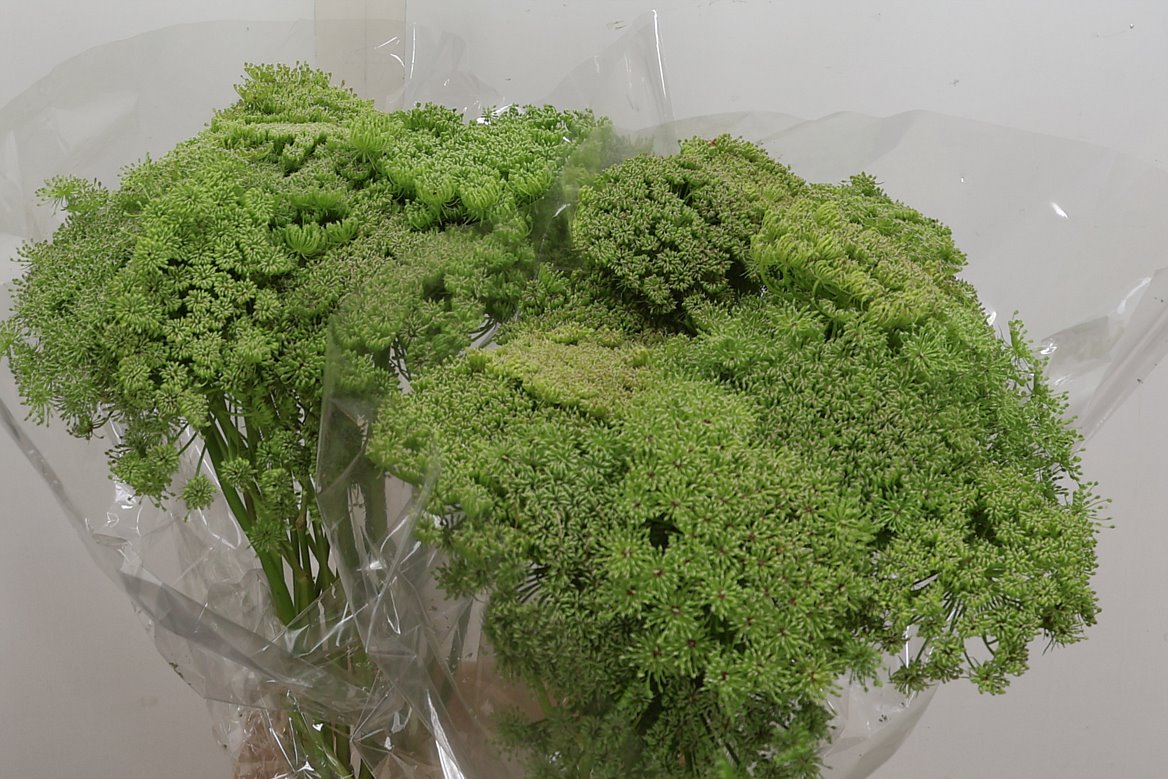 Ammi Visnaga Green Mist 70cm