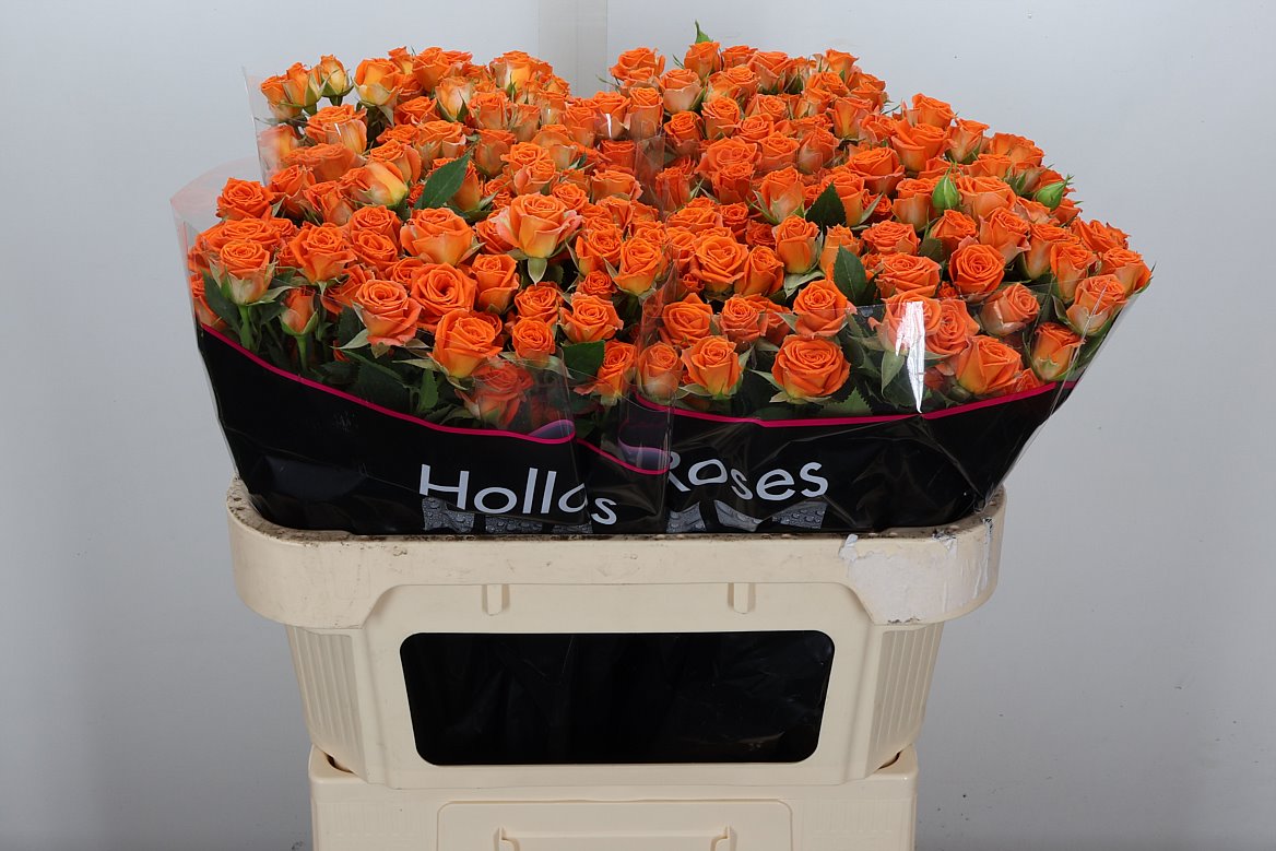 Rosa Spray Picanto 70cm 7+