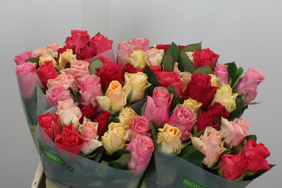 Rosa Tacazzi Mix 40cm