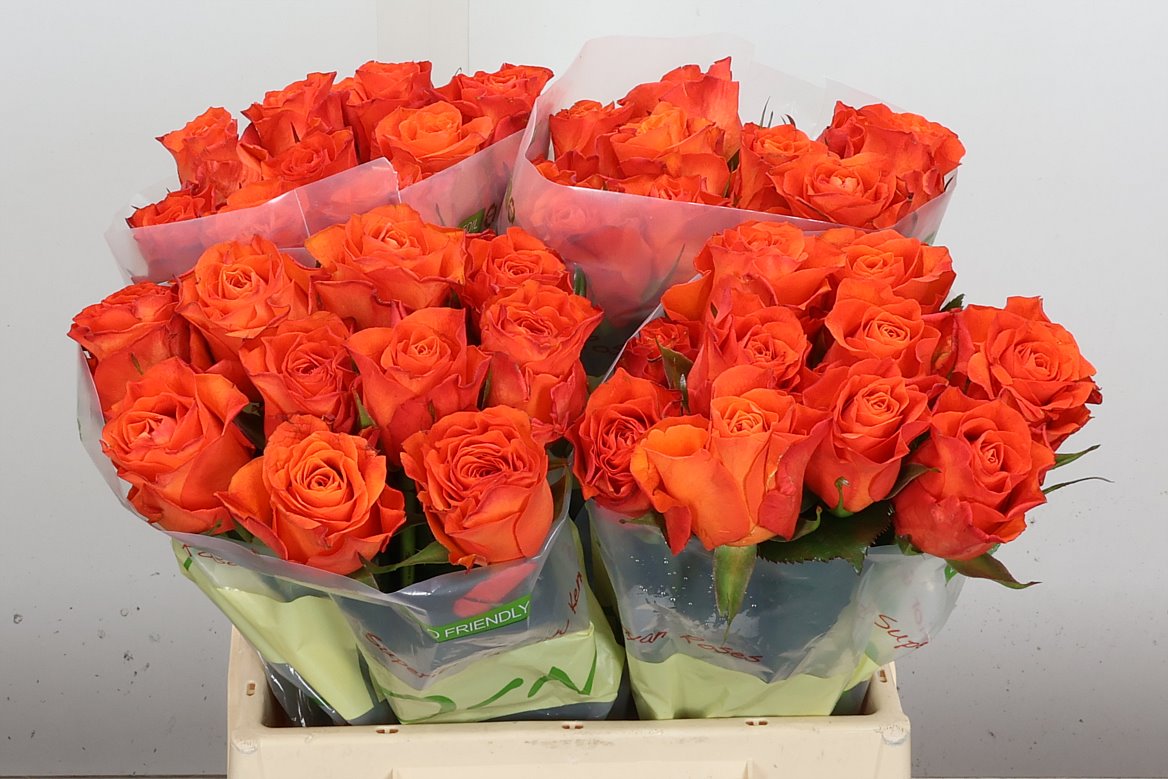 Rosa Orange Wave 40cm