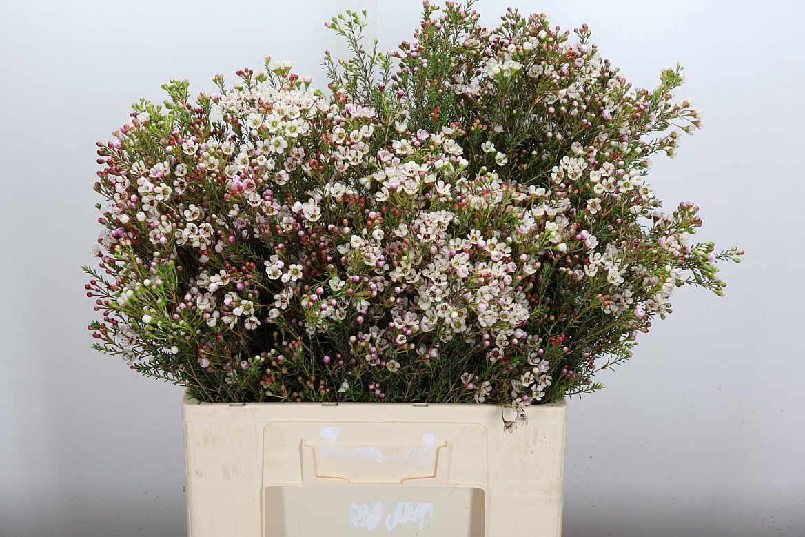 Chamelaucium Blondie 70cm 30gr.