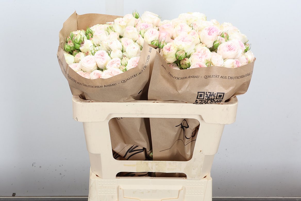 Rosa Spray Royal Wedding 50cm 5+