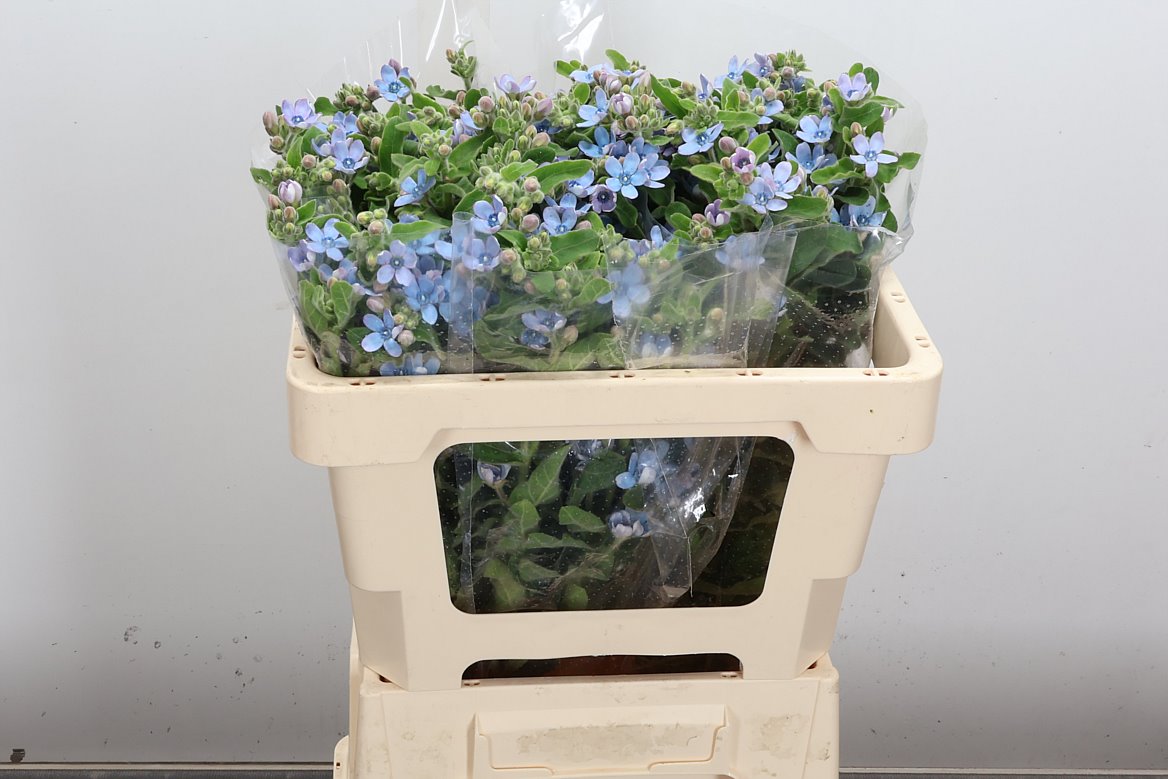 Oxypetalum Tanioka Pure Blue 50cm