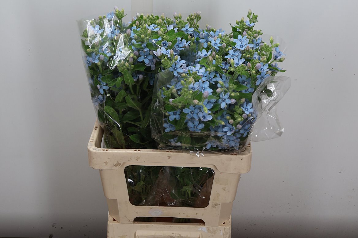 Oxypetalum Tanioka Pure Blue 60cm
