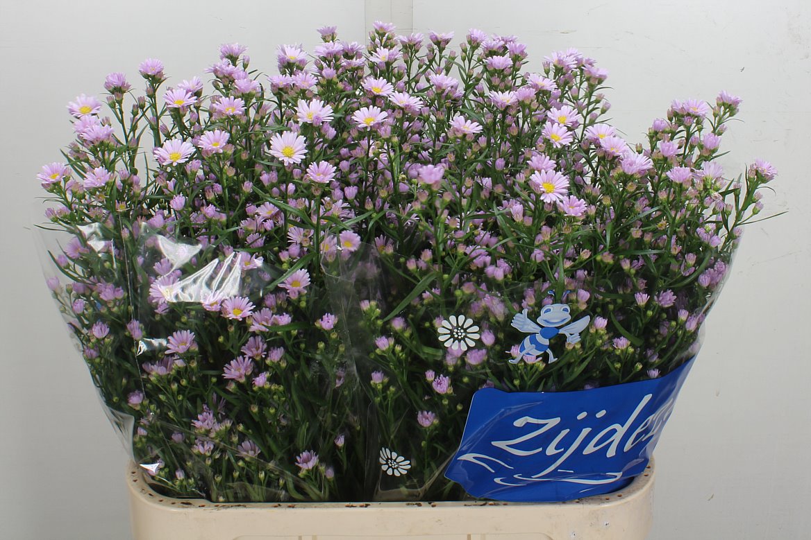 Aster Claudia 80cm 35gr.