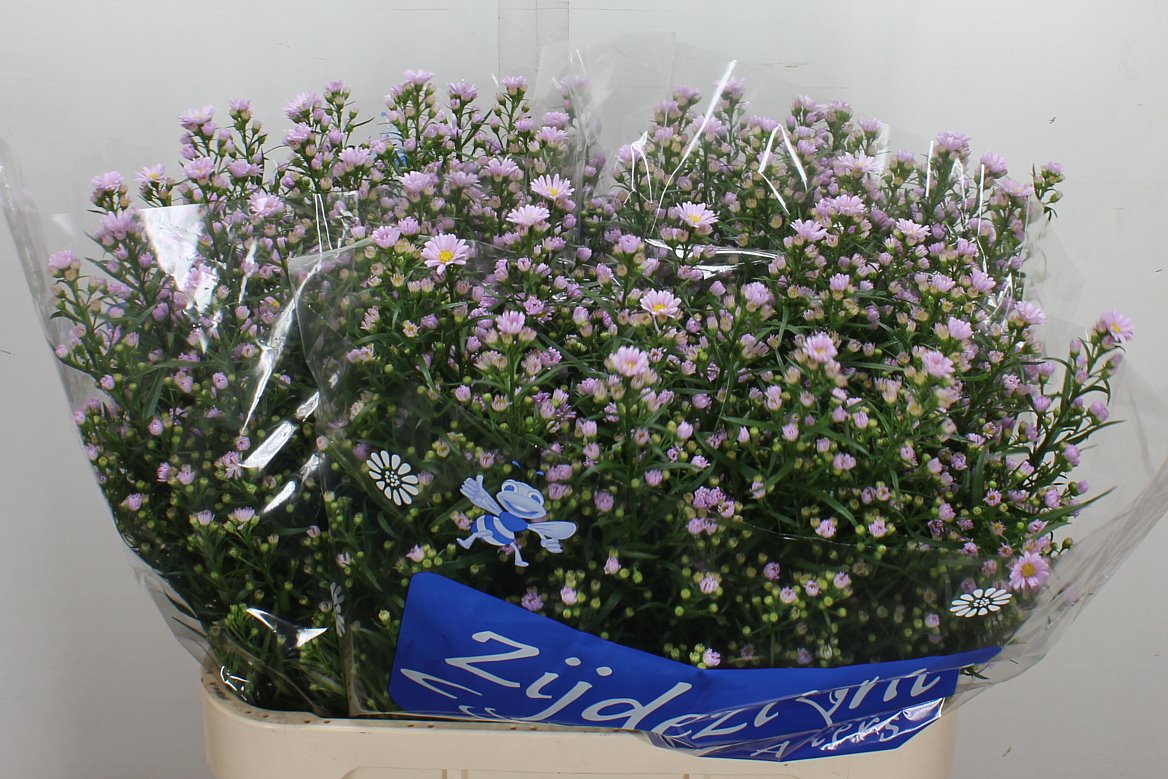 Aster Claudia 80cm 40gr.