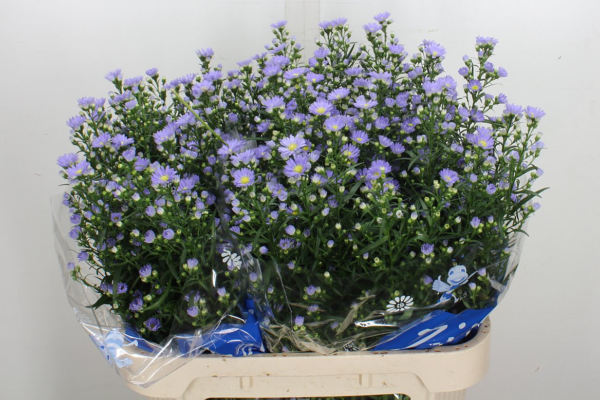 Aster Cassandra 80cm 40gr.