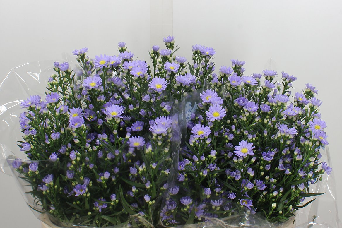 Aster Cassandra 80cm 45gr.