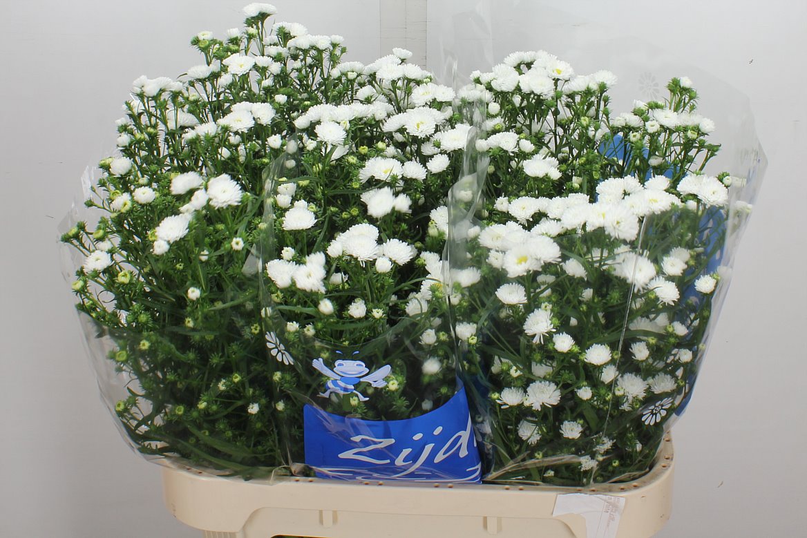 Aster Cassy 80cm 35gr.
