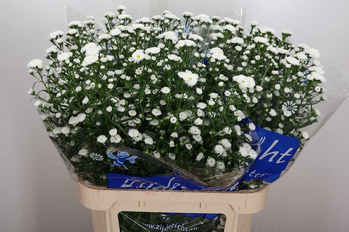 Aster Cassy 80cm 40gr.