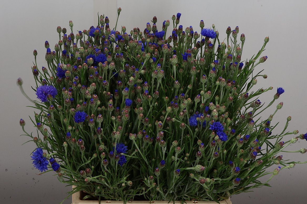 Centaurea Cyanus 45cm