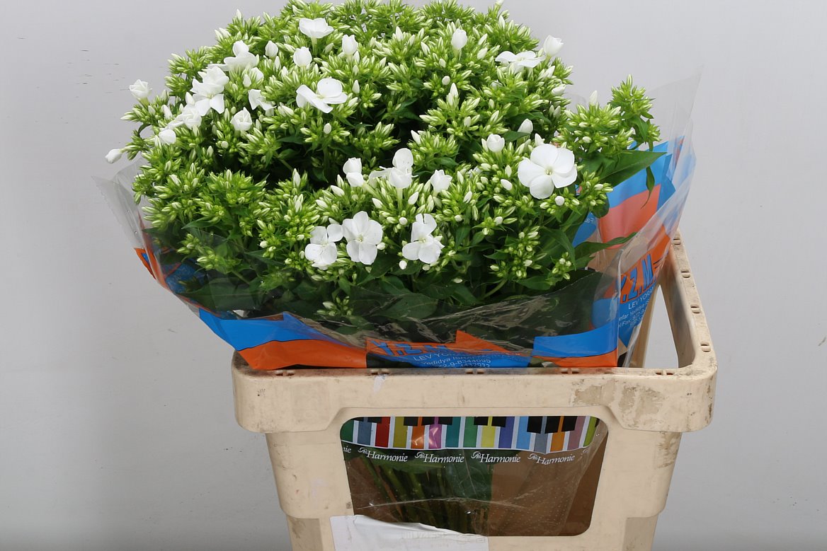 Phlox Whitecap 60cm