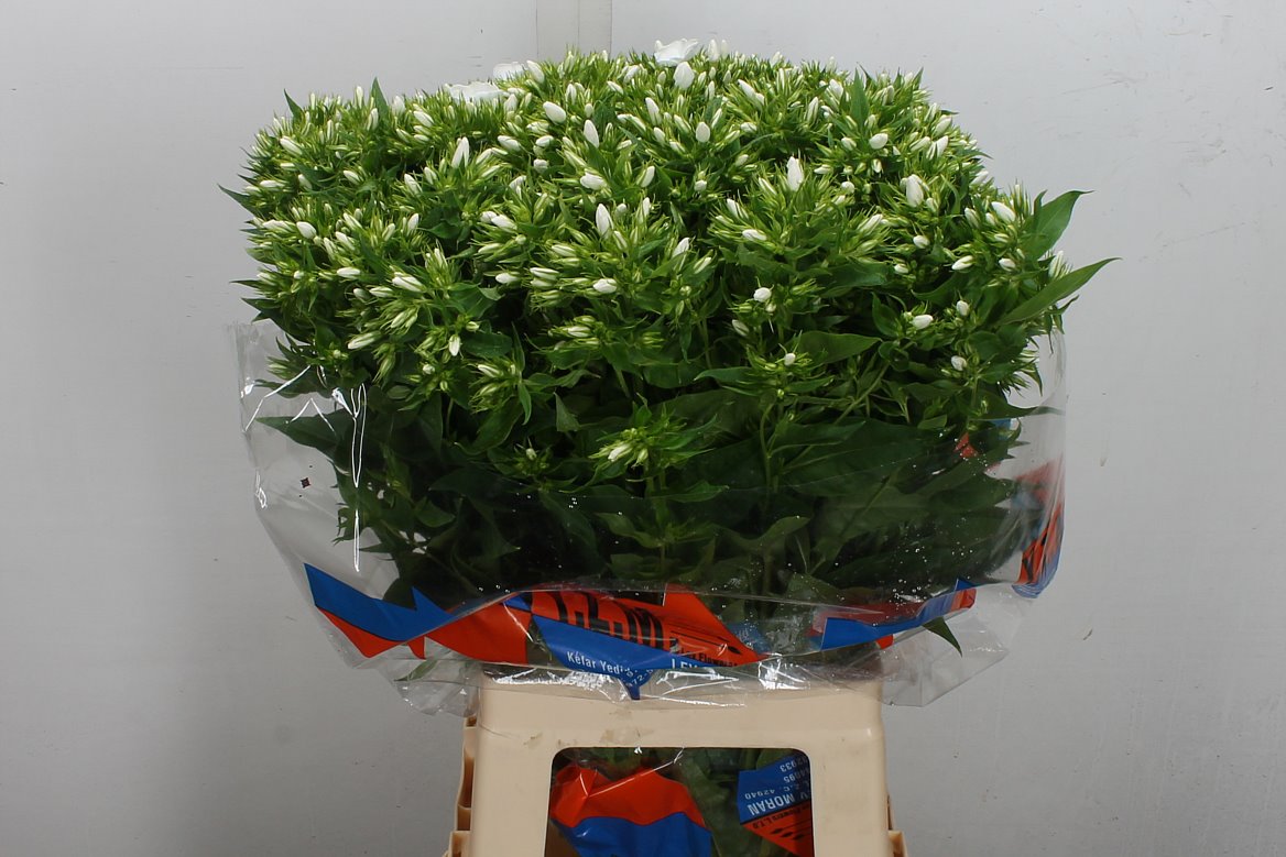 Phlox Whitecap 70cm