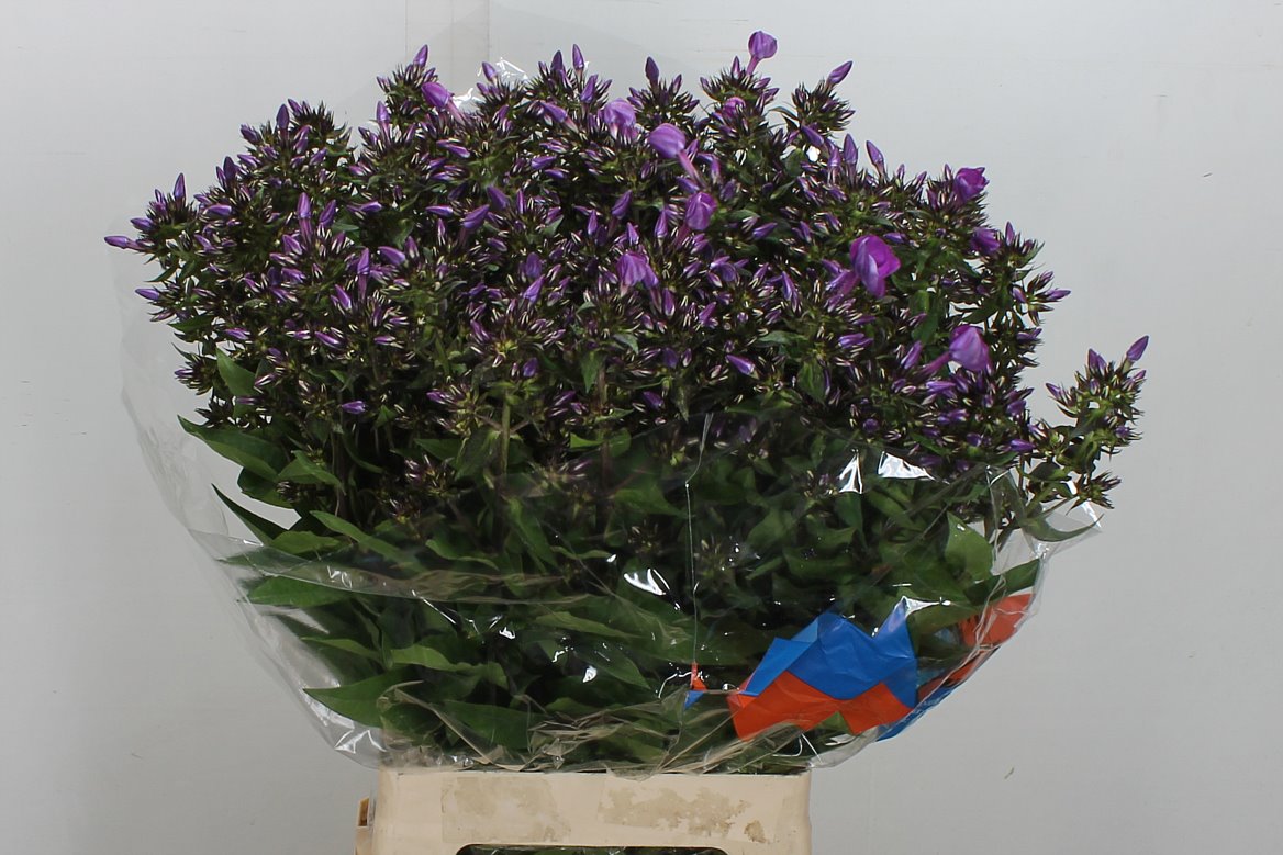 Phlox Sky Eyes 70cm