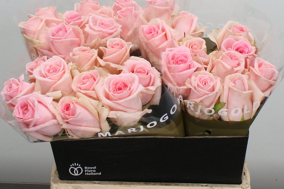 Rosa Sweet Dolomiti@ 40cm