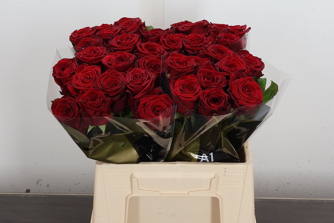 Rosa Red Naomi! 40cm