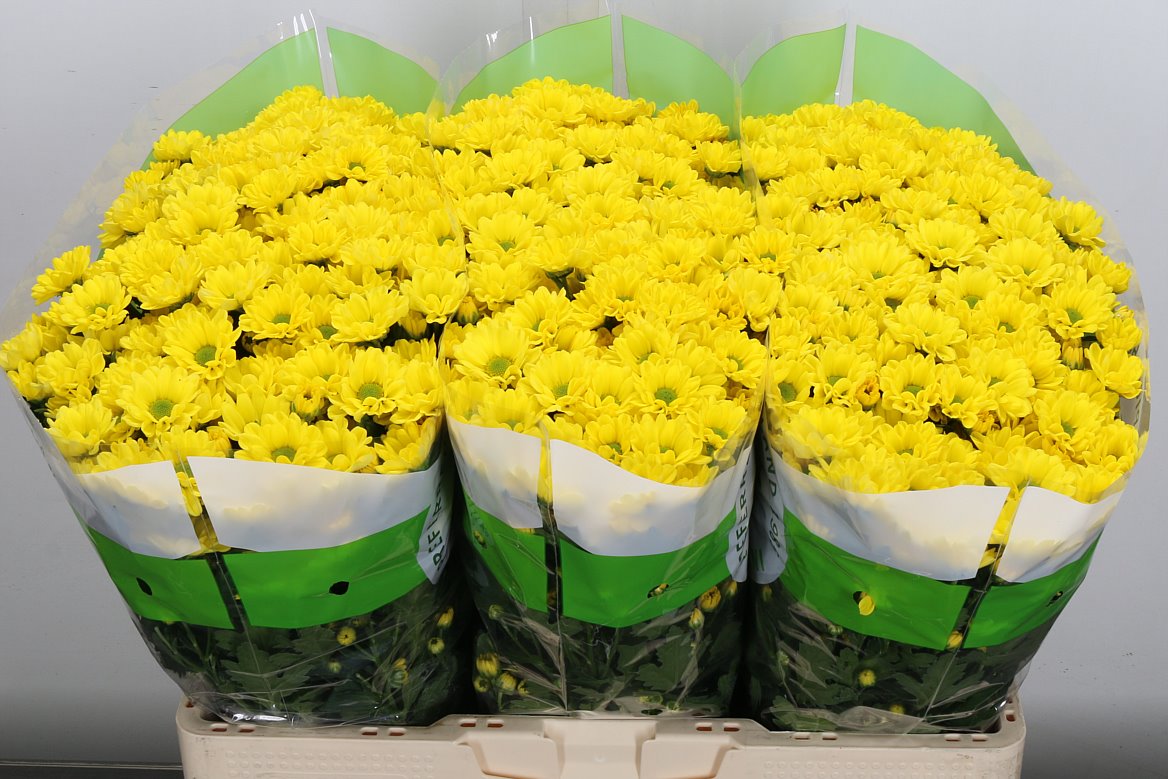 Chrysanthemum Santini Rossi Sunny