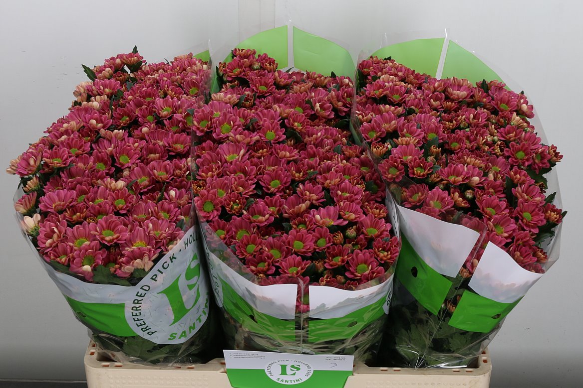 Chrysanthemum Santini Rossi Lobster
