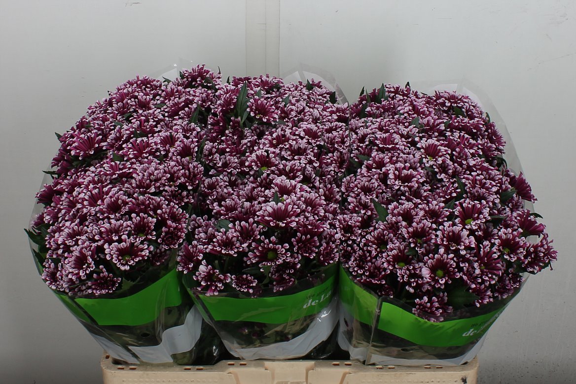 Chrysanthemum Santini Miri