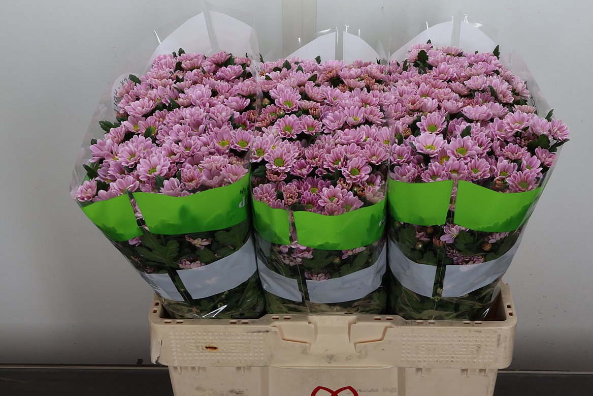 Chrysanthemum Santini Rossi Pink