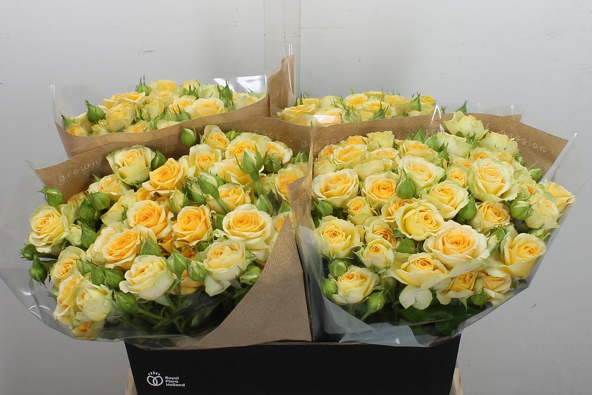 Rosa Spray Bandolero 60cm 5+