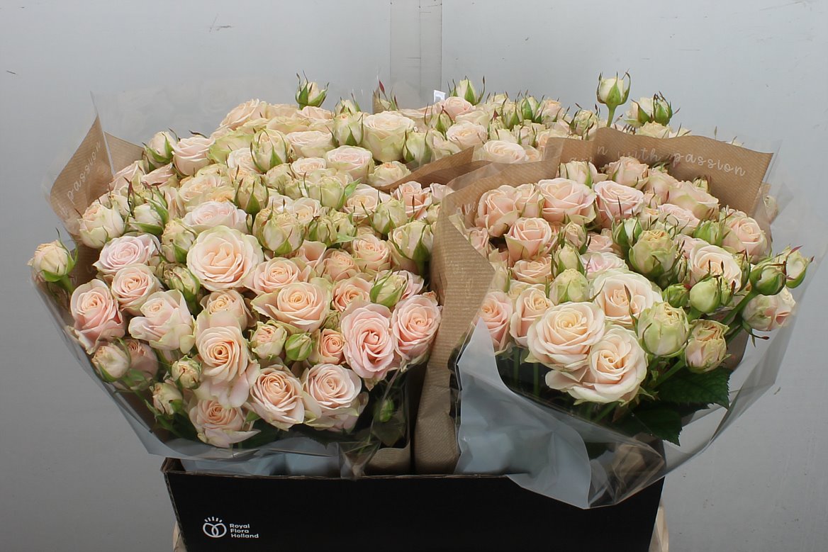 Rosa Spray Whitney 60cm 6+