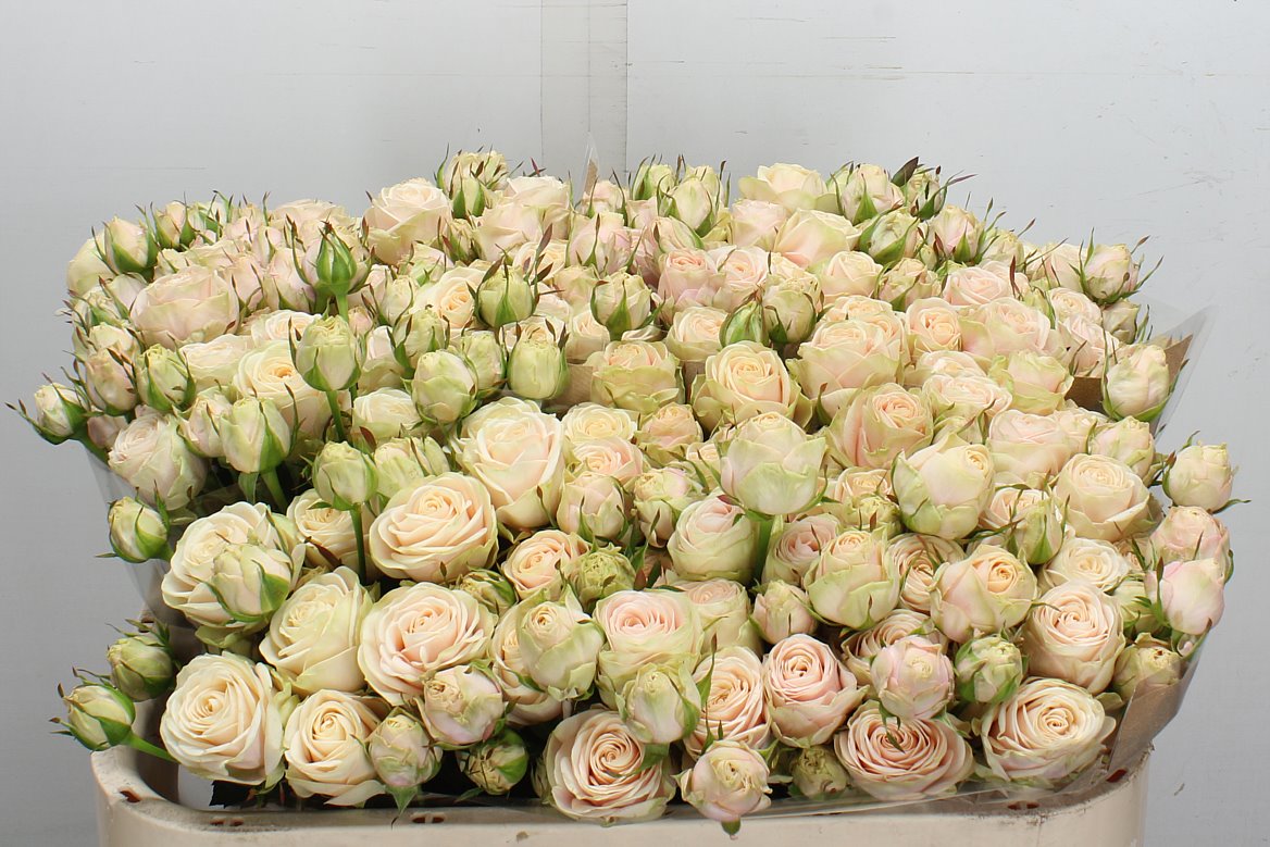Rosa Spray Whitney 70cm