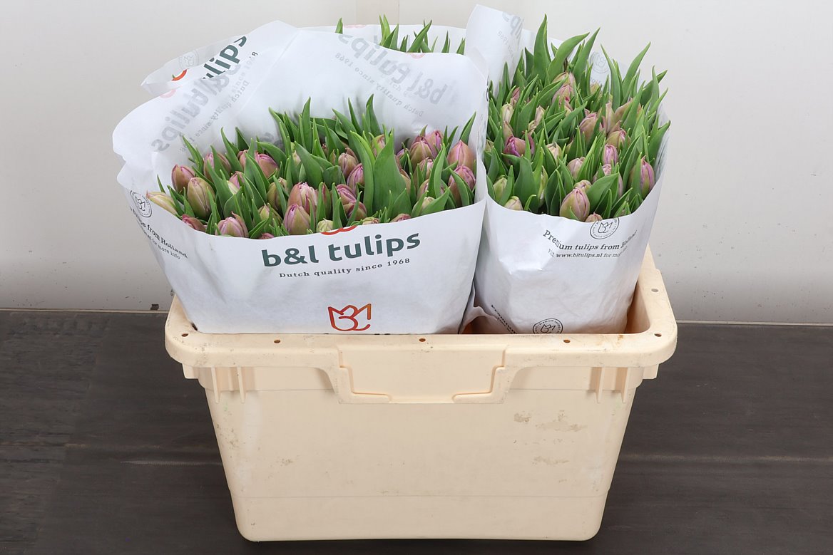 Tulip Double Double Price 35cm 35gr.