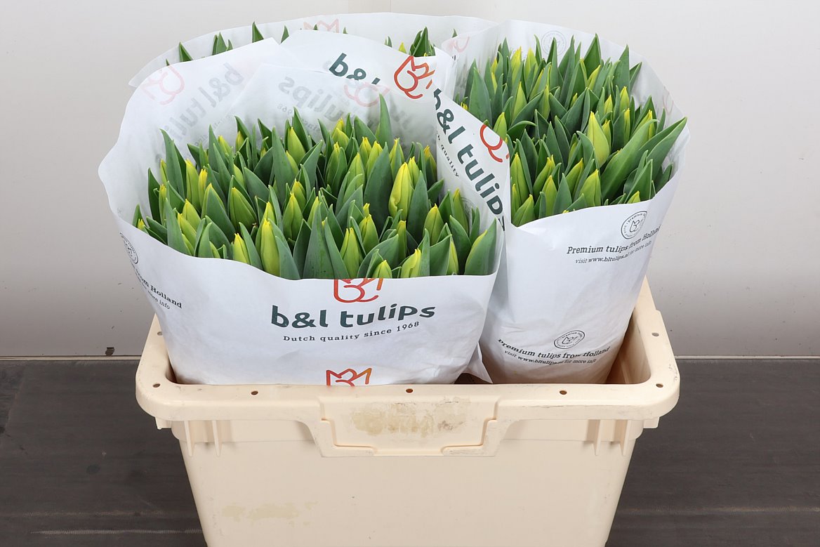 Tulip Single Yellow Flight 35cm 35gr.