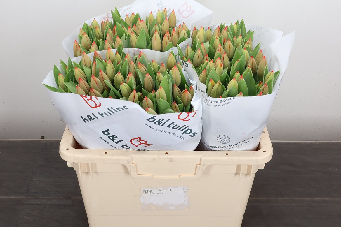 Tulip Single Ad Rem 40cm 60gr.