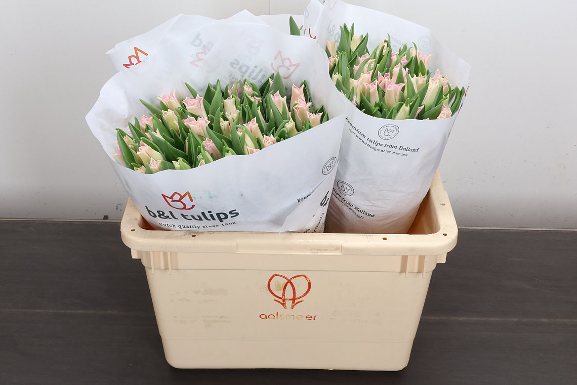 Tulip Coronet Crown Of Dynasty 35cm 35gr.