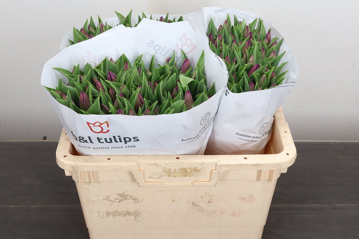 Tulip Single Zuzuki 35cm 35gr.