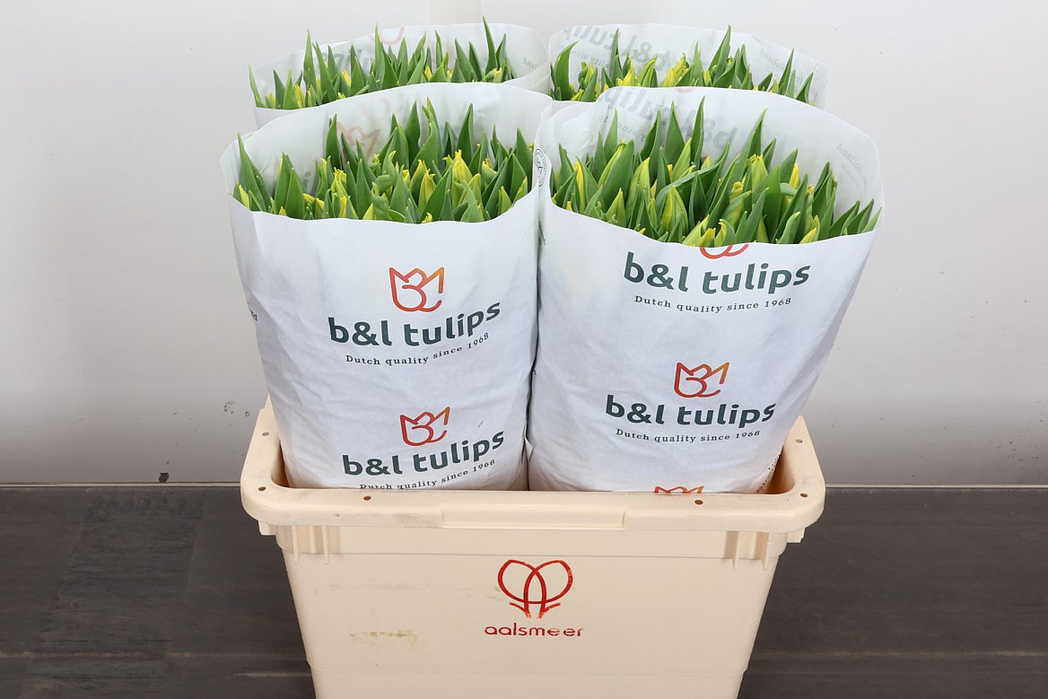 Tulip Single Strong Gold 40cm 35gr.