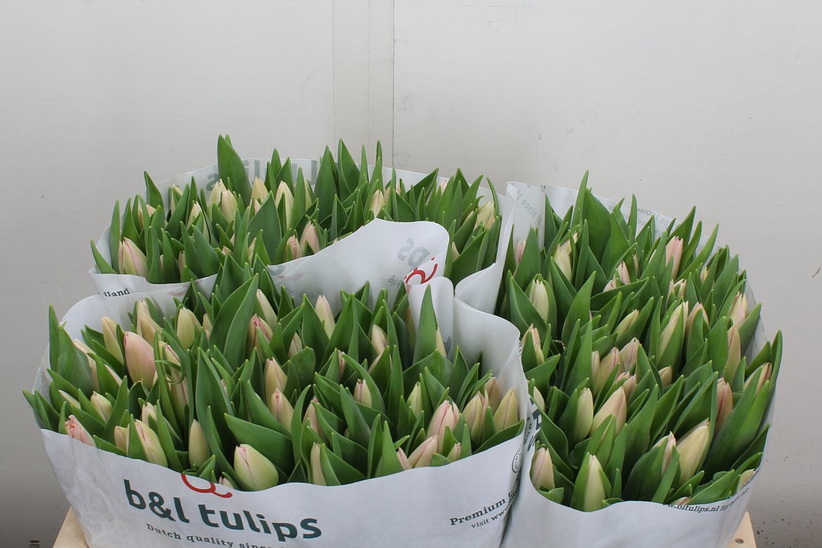 Tulip Single Dynasty 35cm 33gr.