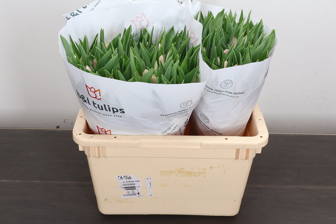 Tulip Single Dynasty 35cm 40gr.