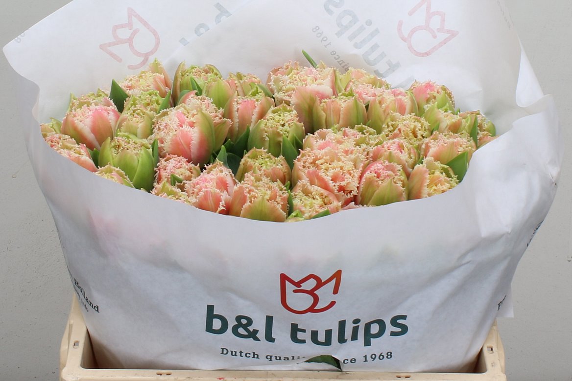 Tulip Frilled Queensland 30cm 35gr.