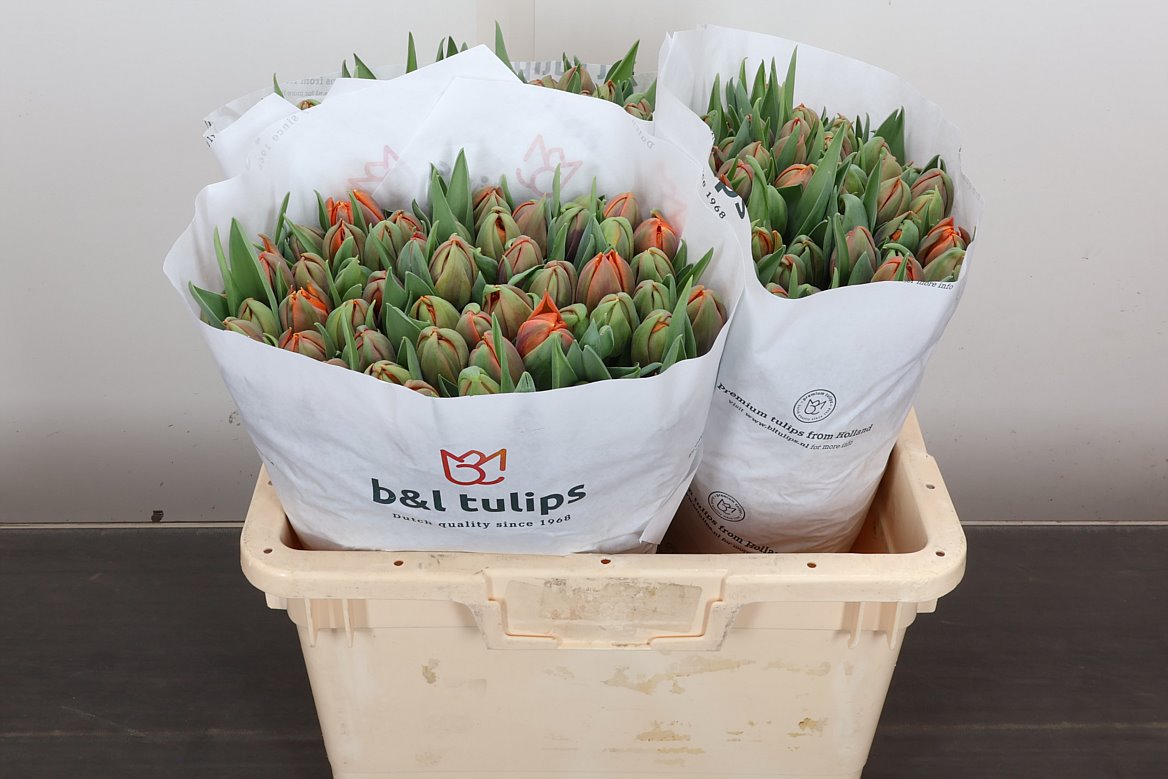 Tulip Double Orange Princes 35cm 35gr.