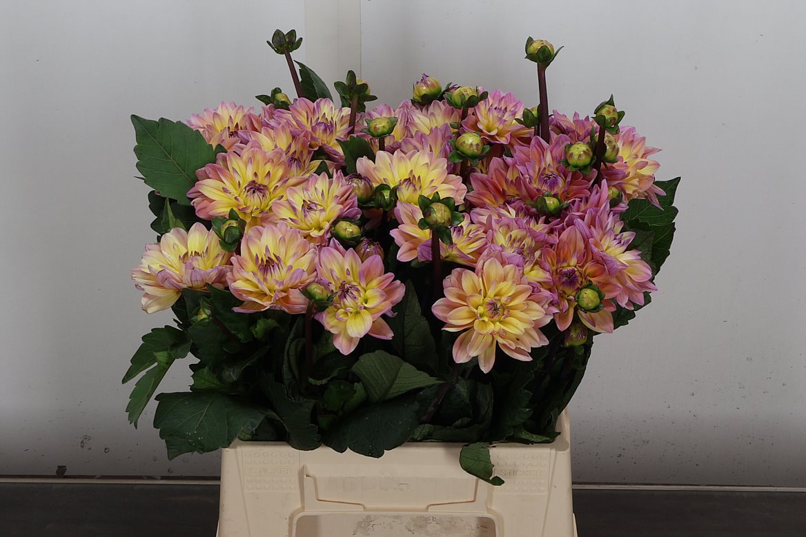 Dahlia Mondriaan 45cm