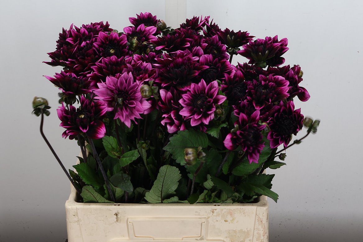 Dahlia Davina Michelle 55cm